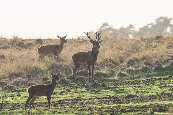 hogeveluwe_TH_06654