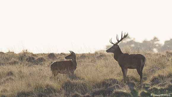 hogeveluwe_TH_06655
