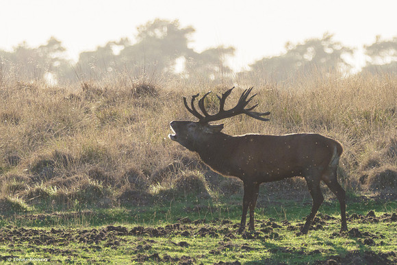 hogeveluwe_TH_06656