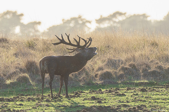 hogeveluwe_TH_06657