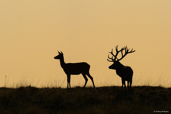 hogeveluwe_TH_06658