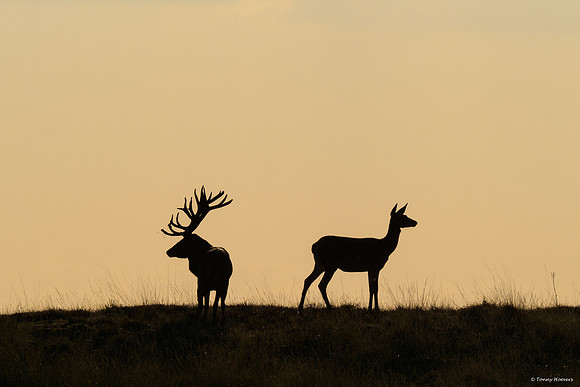 hogeveluwe_TH_06659