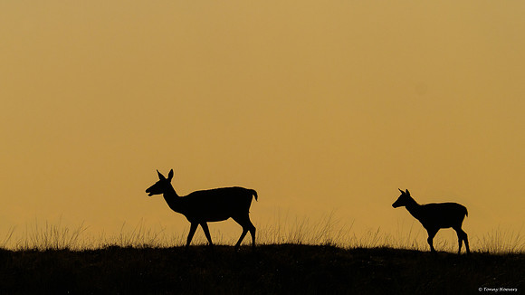 hogeveluwe_TH_06660