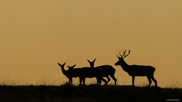 hogeveluwe_TH_06661