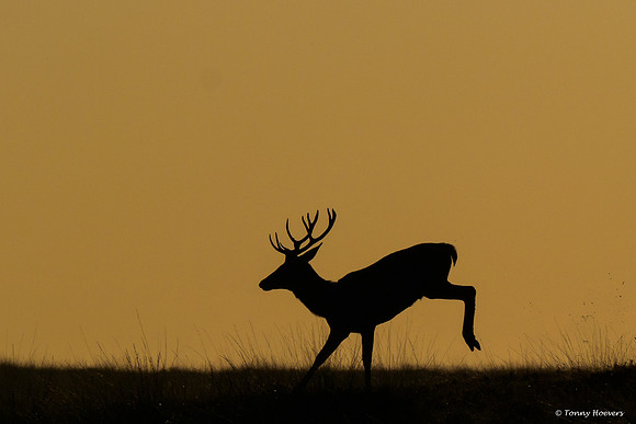 hogeveluwe_TH_06662