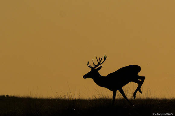 hogeveluwe_TH_06663