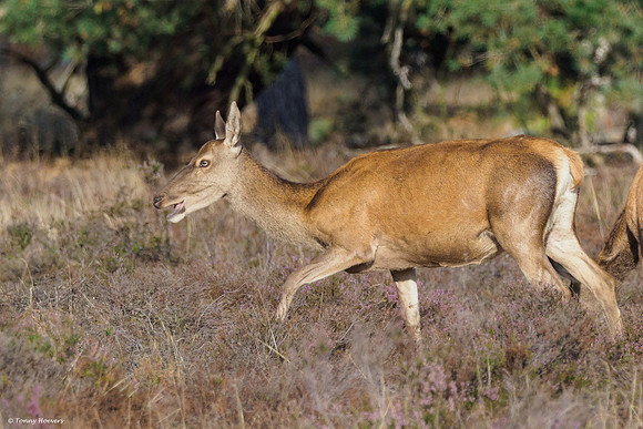 hogeveluwe_TH_06664