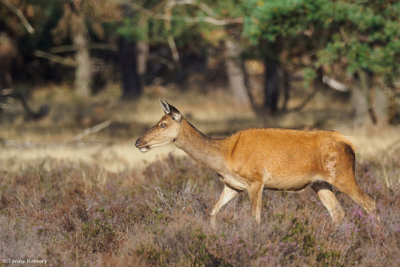 hogeveluwe_TH_06667