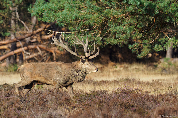 hogeveluwe_TH_06668