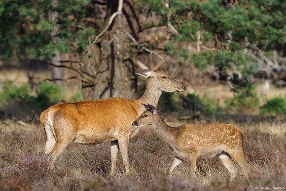 hogeveluwe_TH_06665
