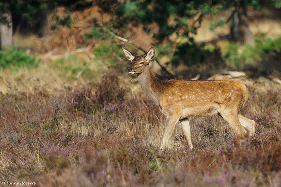hogeveluwe_TH_06666