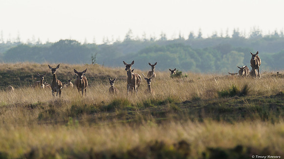 hogeveluwe_TH_06669