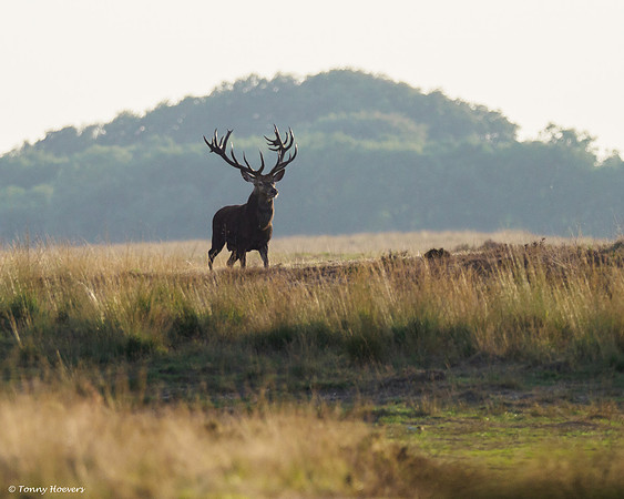 hogeveluwe_TH_06670