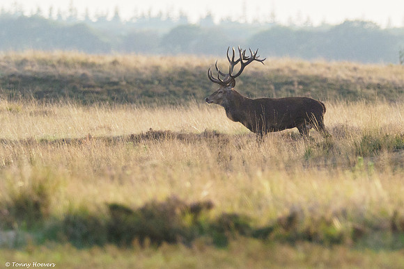 hogeveluwe_TH_06671