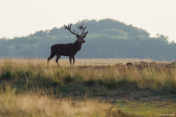 hogeveluwe_TH_06672