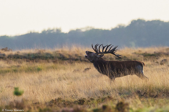 hogeveluwe_TH_06673