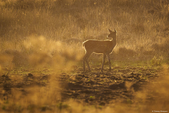 hogeveluwe_TH_06674