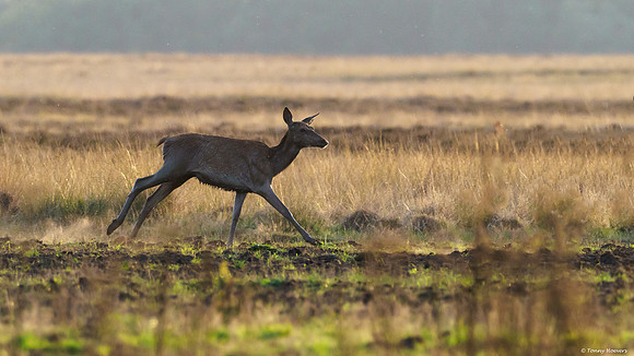 hogeveluwe_TH_06675