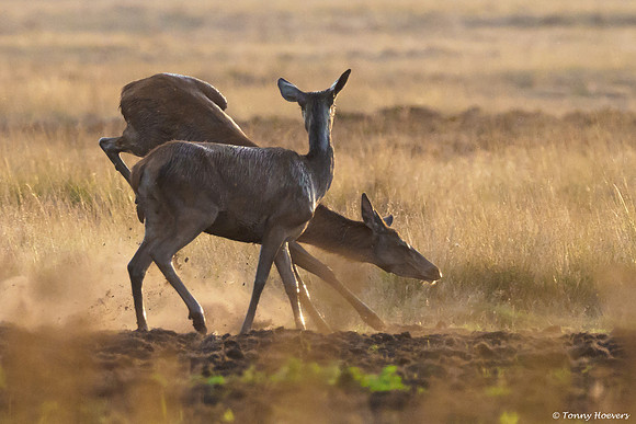 hogeveluwe_TH_06676