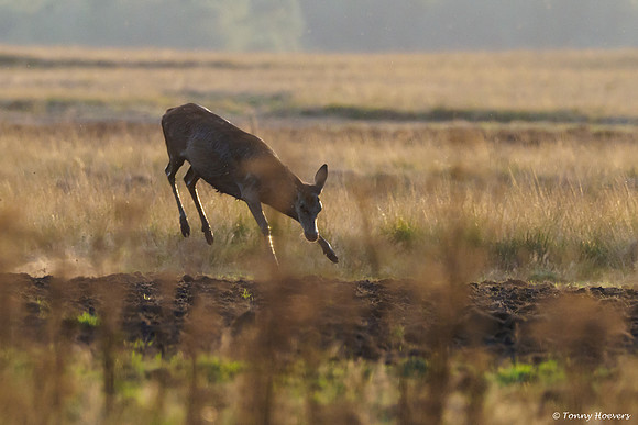 hogeveluwe_TH_06677