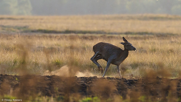 hogeveluwe_TH_06678