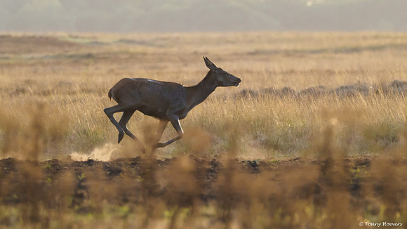 hogeveluwe_TH_06679
