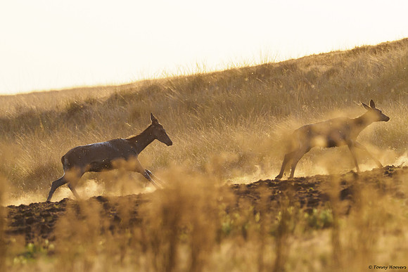 hogeveluwe_TH_06680