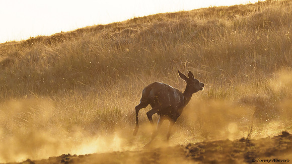 hogeveluwe_TH_06681