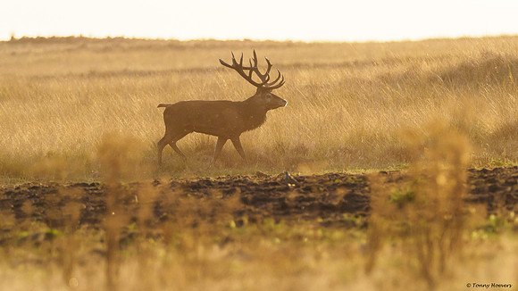 hogeveluwe_TH_06682