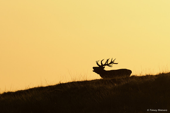 hogeveluwe_TH_06683