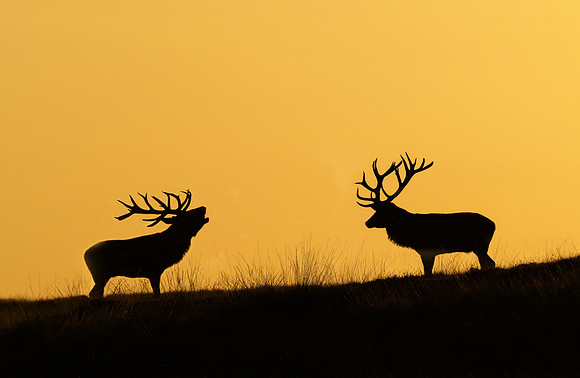 hogeveluwe_TH_06684