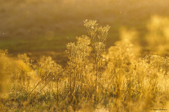 hogeveluwe_TH_06685
