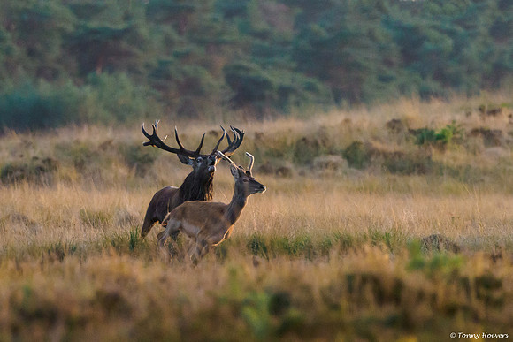 hogeveluwe_TH_06686