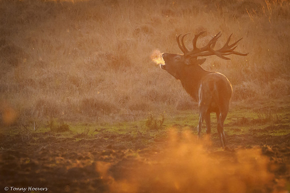 hogeveluwe_TH_06687