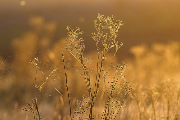 hogeveluwe_TH_06688