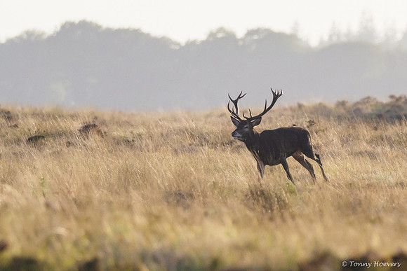 hogeveluwe_TH_06694