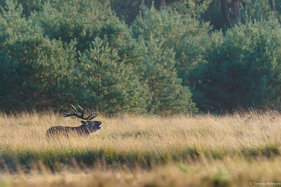 hogeveluwe_TH_06695