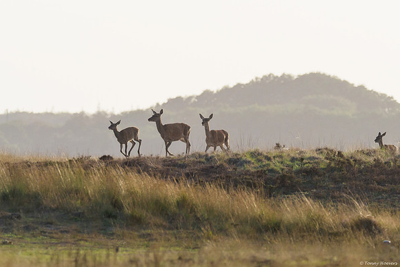 hogeveluwe_TH_06693