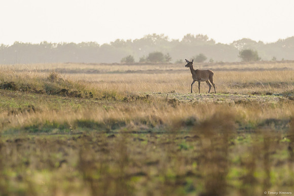 hogeveluwe_TH_06696