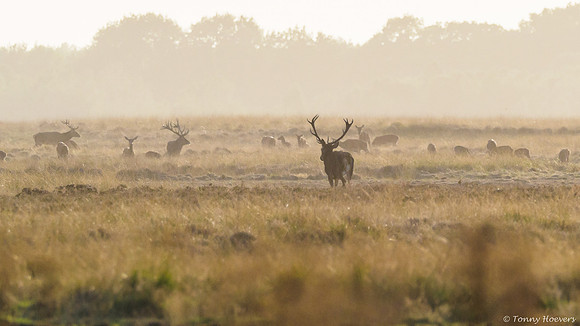 hogeveluwe_TH_06692