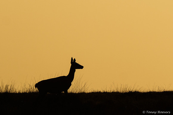 hogeveluwe_TH_06697