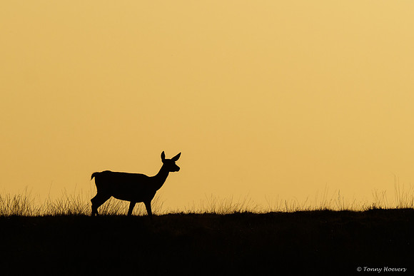 hogeveluwe_TH_06698