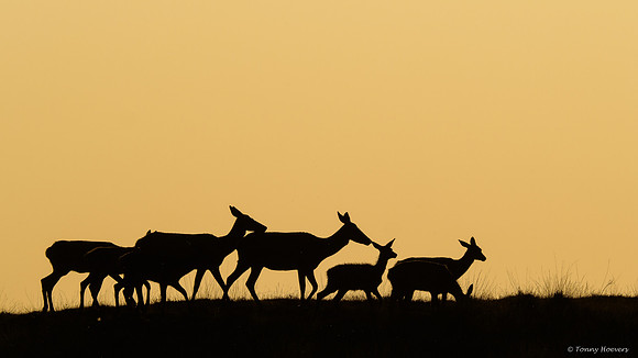 hogeveluwe_TH_06699