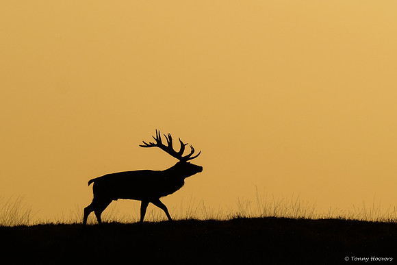 hogeveluwe_TH_06700