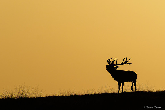 hogeveluwe_TH_06701