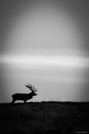 hogeveluwe_TH_06702