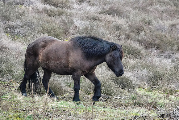 DSC03492-bewerkt