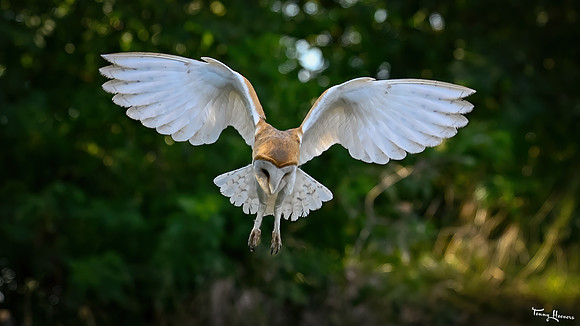 valk_roofvogels_TH_1757