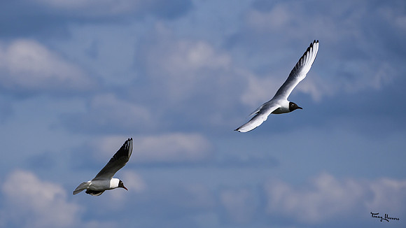 lingezegen_TH_0646