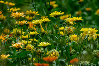 rondje_scoot_TH_1077